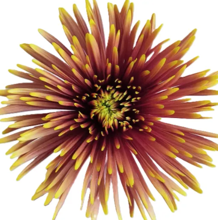 Chrysanthemum dark orange saffina