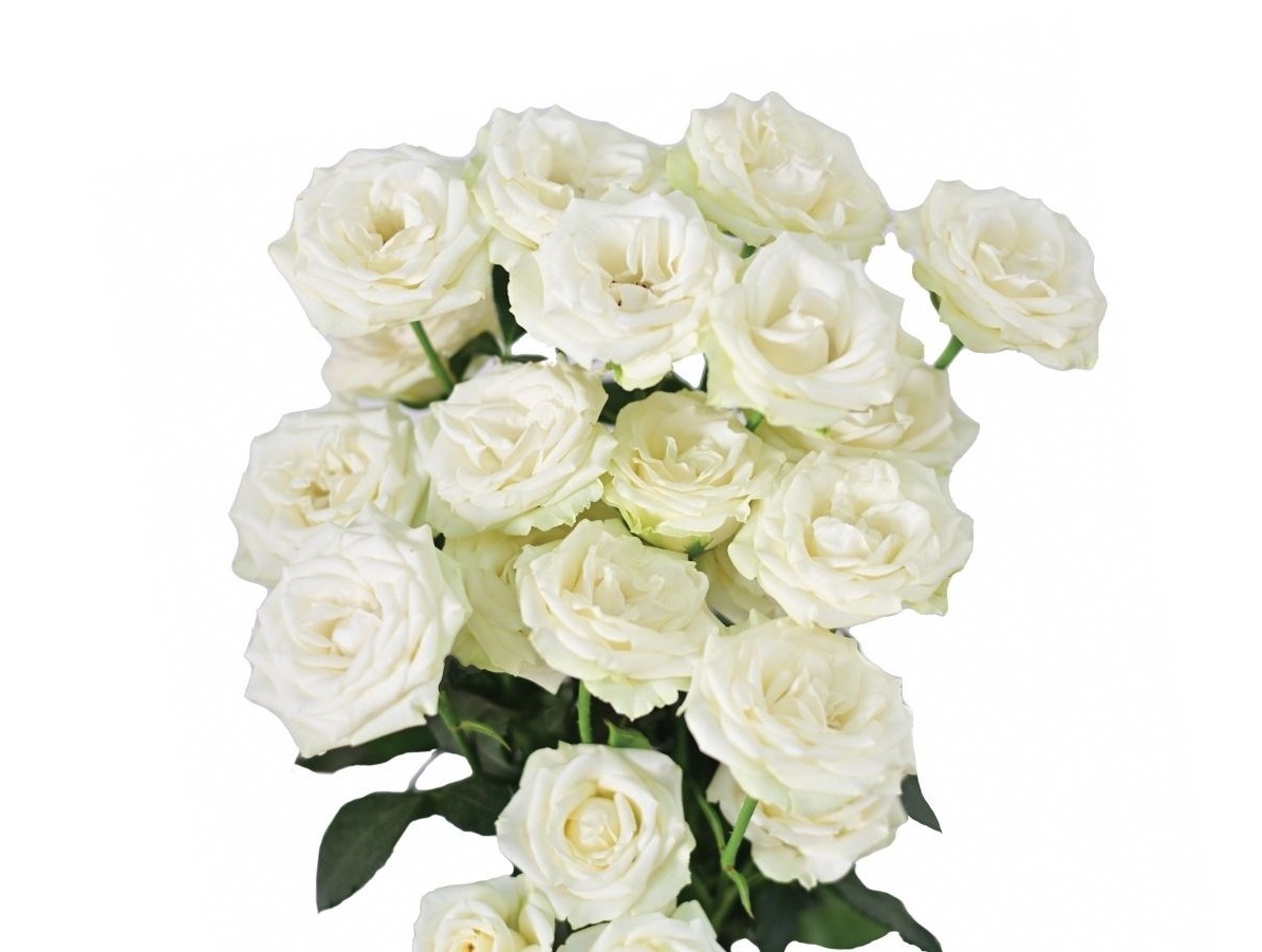 Rose spray virgin rosever