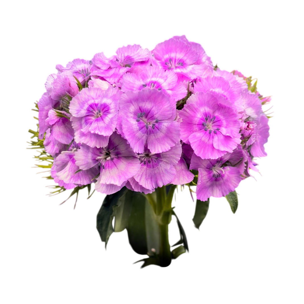 Carnation barbatus lavender
