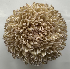 Chrysanthemum tinted pale olive drab