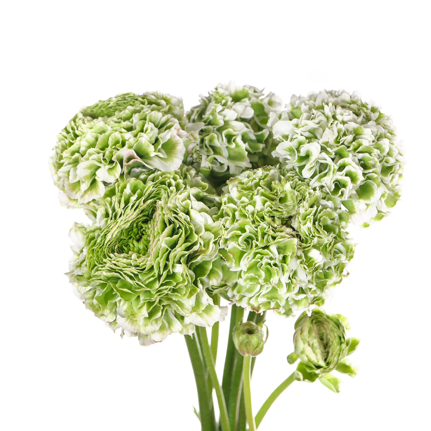 Ranunculus petite pon pon iglo