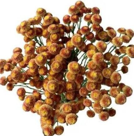 Chrysanthemum santini f26