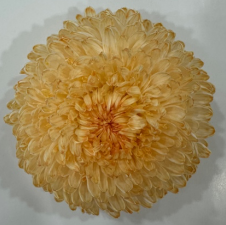 Chrysanthemum tinted pastel peach