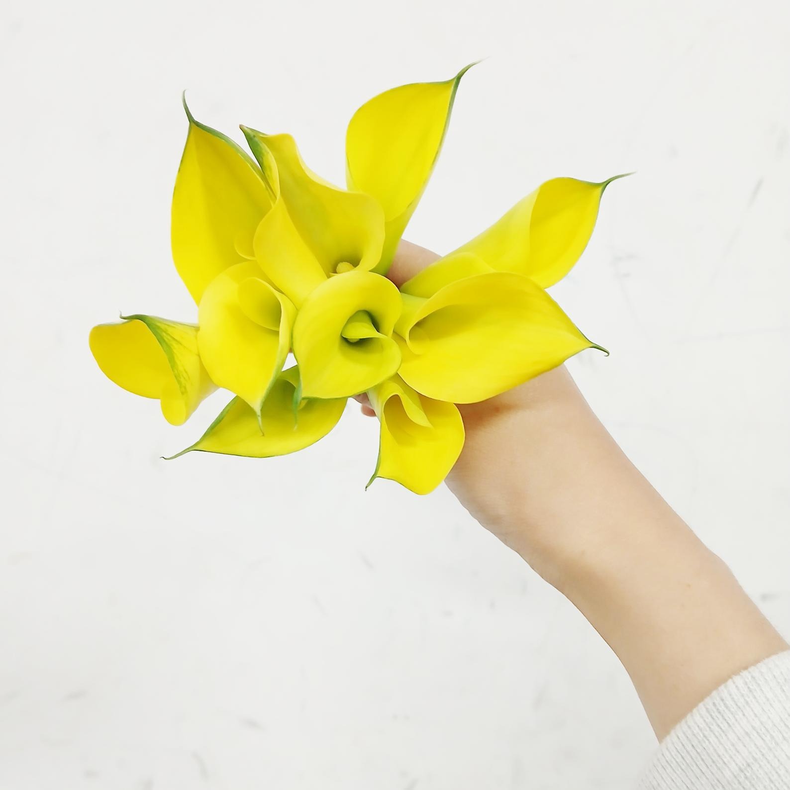 Zantedeschia copacabana