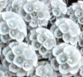Scabiosa tinted white