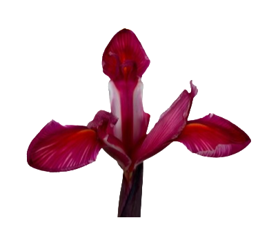 Iris red beauty