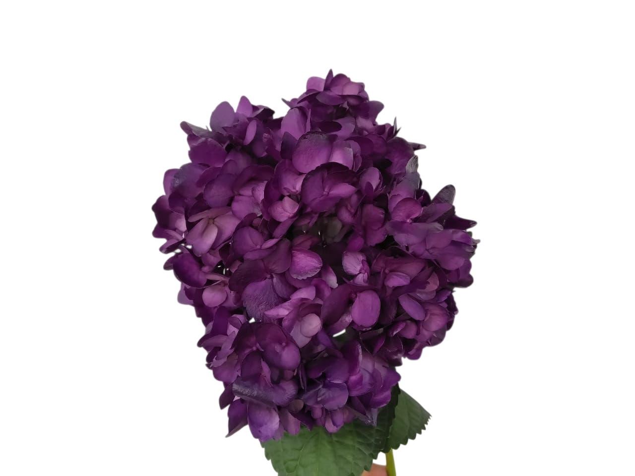 Hydrangea premium purple mora