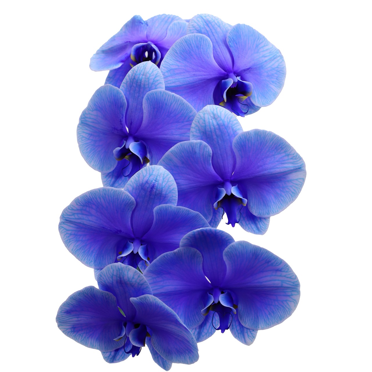 Phalaenopsis dyed bright blue