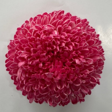 Chrysanthemum tinted dark red