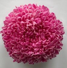 Chrysanthemum tinted mauve
