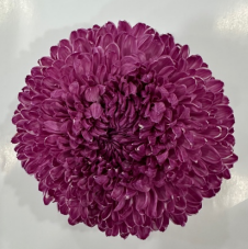 Chrysanthemum tinted pale violet