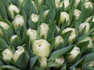 Tulip double blowfish