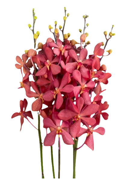 Mokara anne kool red