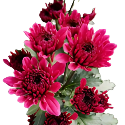 Chrysanthemum santini purple malibu