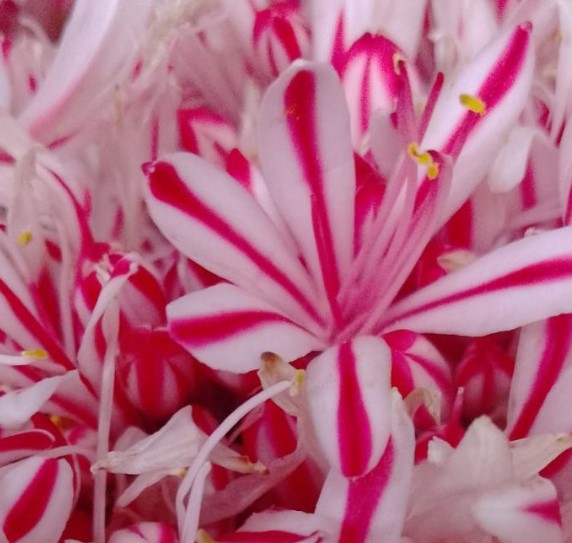 Agapanthus tinted red