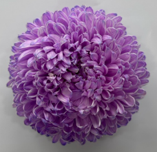 Chrysanthemum tinted lilac