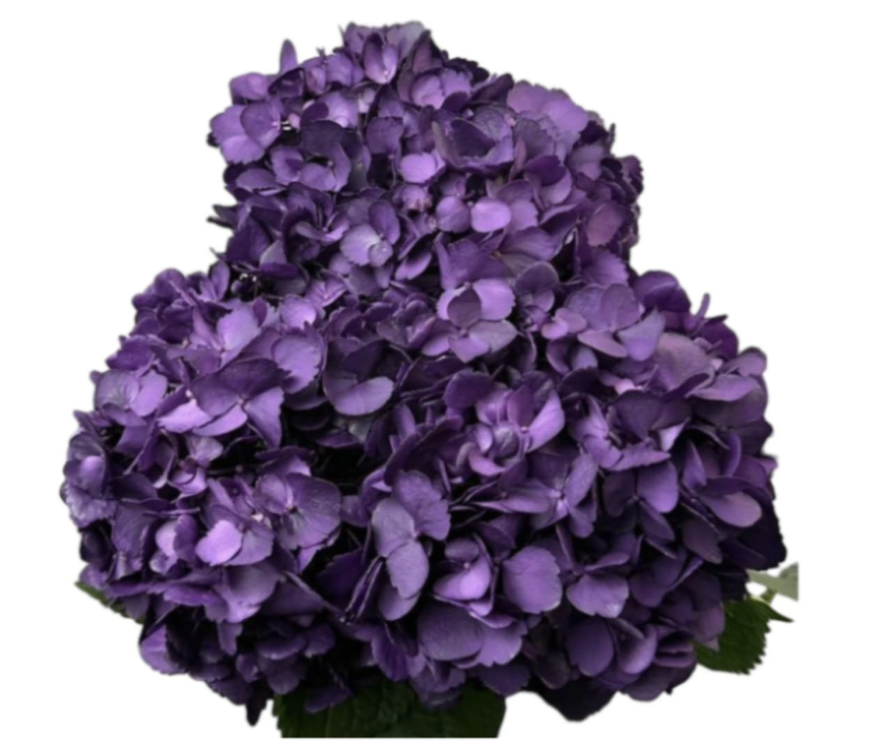 Hydrangea jumbo purple mora