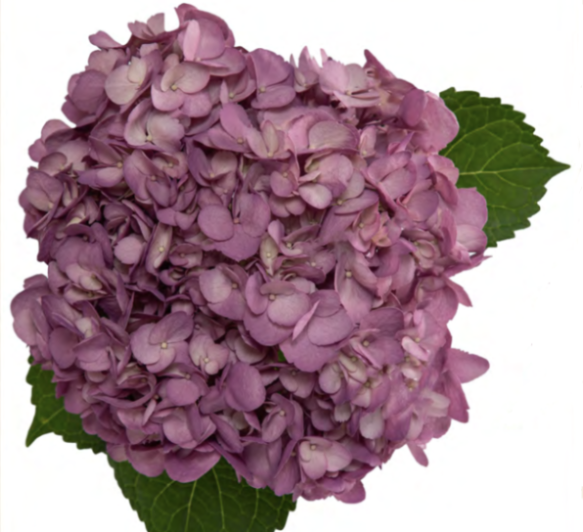 Hydrangea premium tinted peona