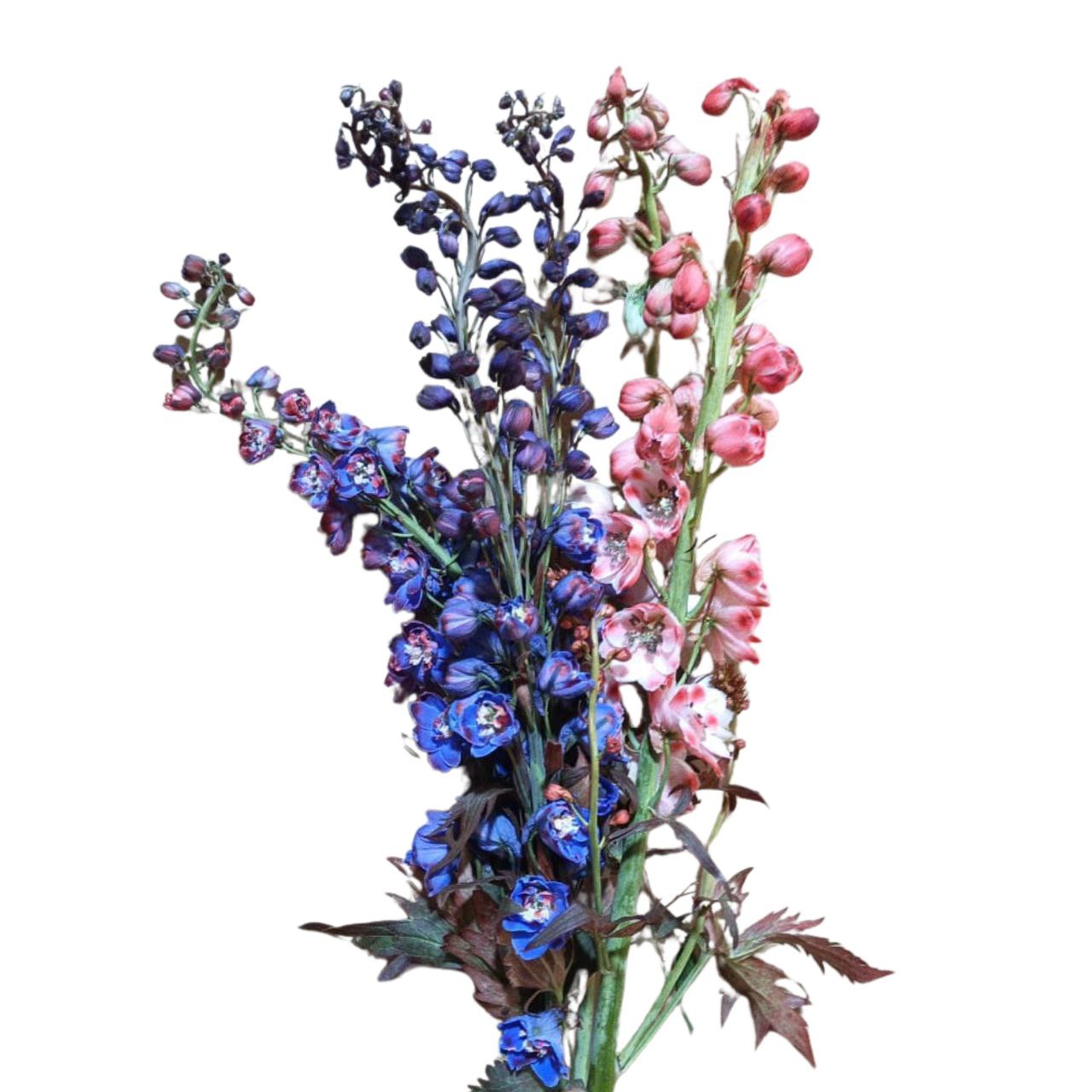 Delphinium tinted blue