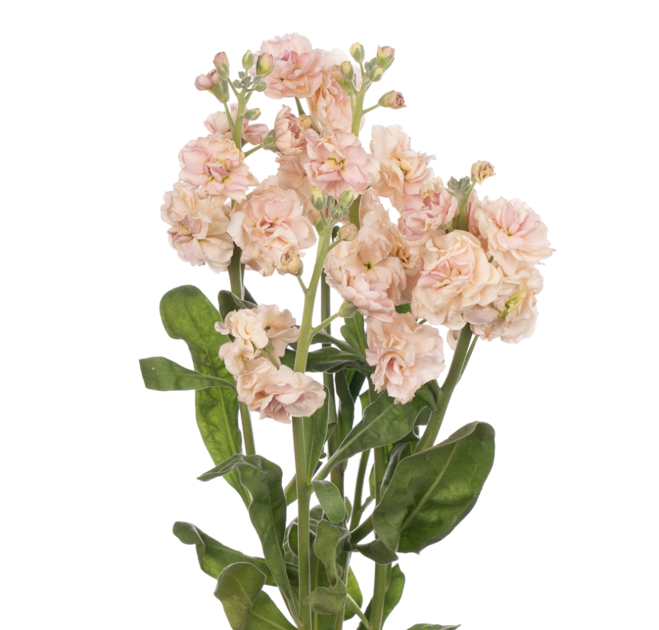 Matthiola sprаy apricot