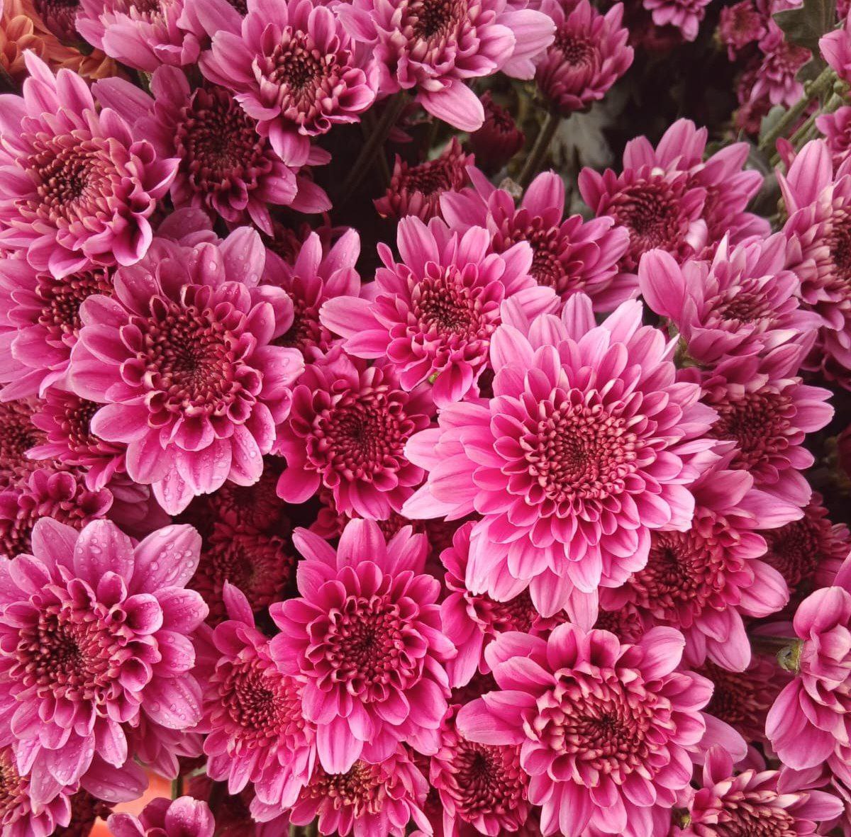 Chrysanthemum spray journey pink