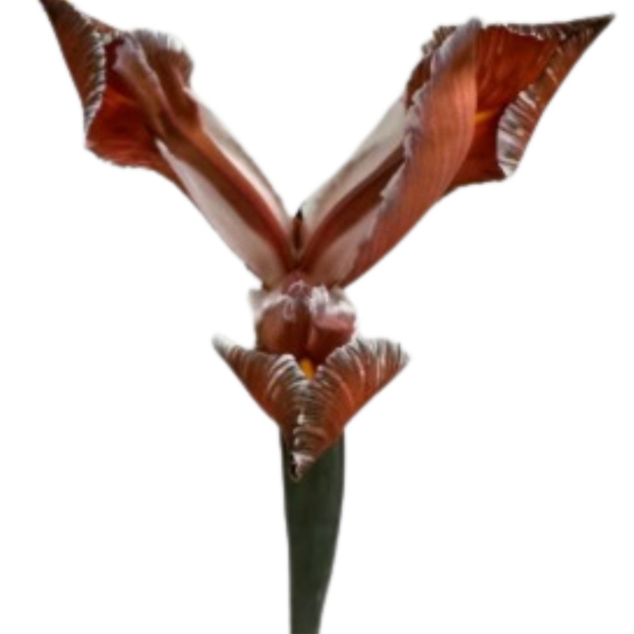 Iris tinted issy chocolate