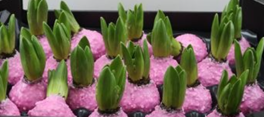 Wax Hyacinth Korrel roze pink