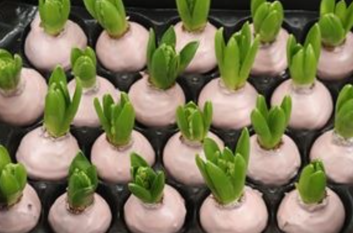 Wax Hyacinth ivoor