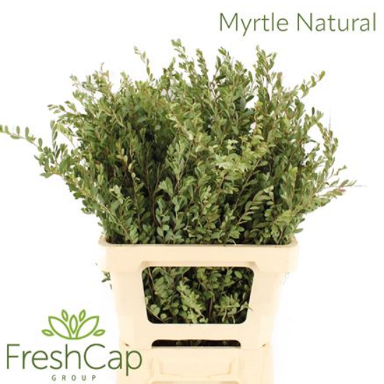 Myrtus natural