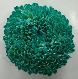 Chrysanthemum tinted turquoise