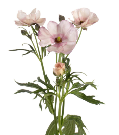 Ranunculus moderna mascarpone