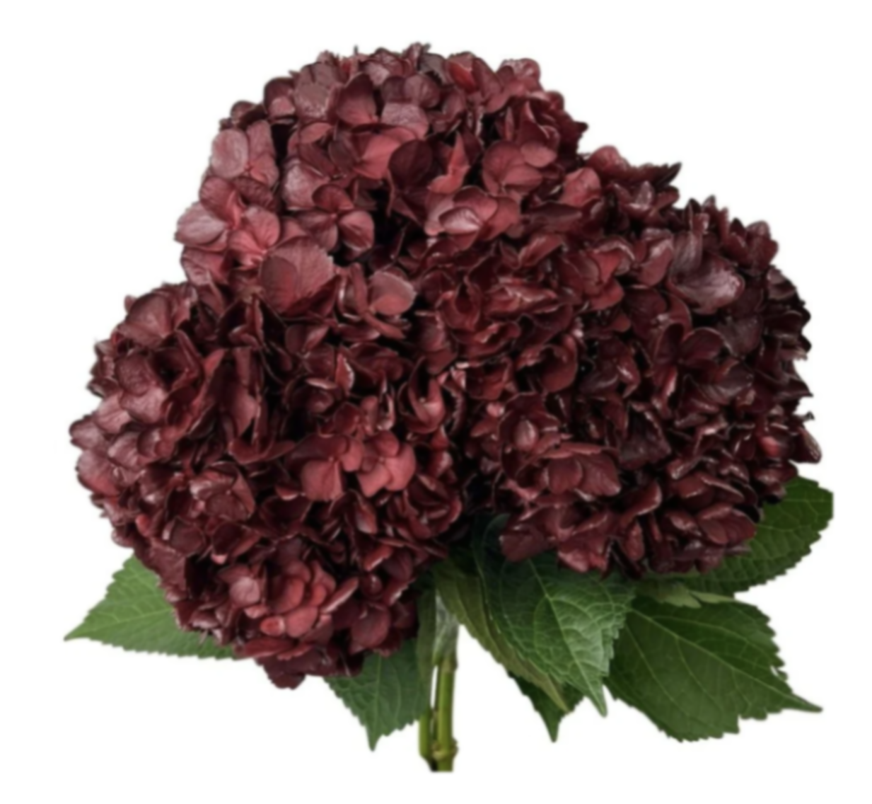 Hydrangea premium burgundy