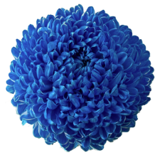 Chrysanthemum tinted dark blue
