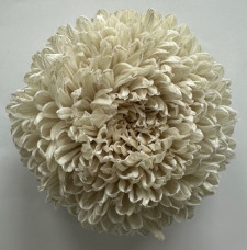 Chrysanthemum tinted pale cream