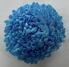 Chrysanthemum tinted persian blue