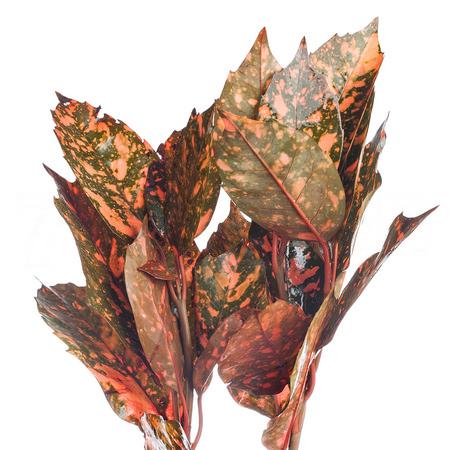 Листья Аукуба красные