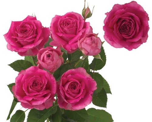 Rose spray fuchsiana lace | Wholesale flowers, plants and supplies Rose spray fuchsiana lace