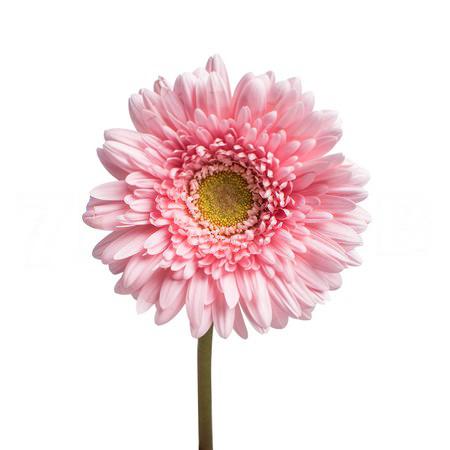 Gerbera fem
