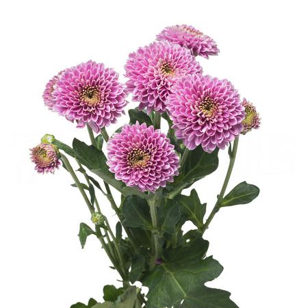 Chrysanthemum santini doria purple | Wholesale flowers, plants and supplies Chrysanthemum santini doria purple