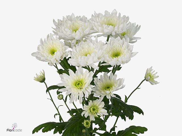 Хризантема куст медуза