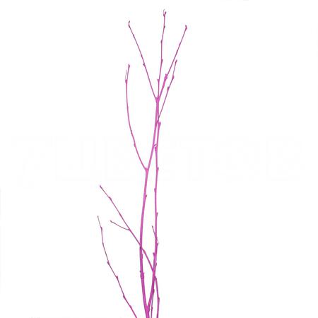 Ветки Береза краш. роуз в Москве