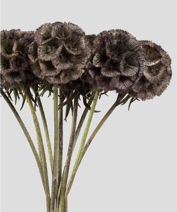 Scabiosa black