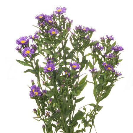 Aster blue