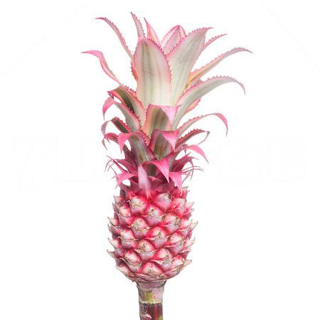 Ananas middle
