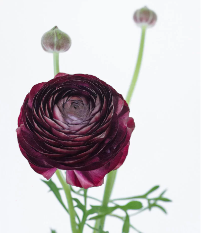 Ranunculus elegance purple