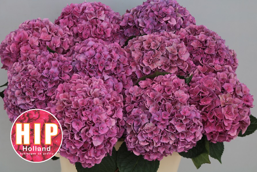 Гидрангия родео классик темно-розовая