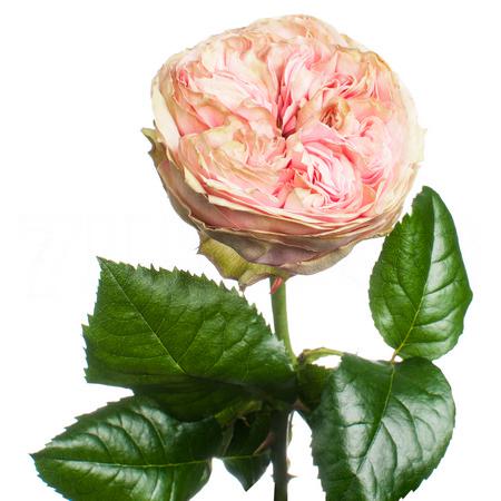 Роза однг прайд оф джейн