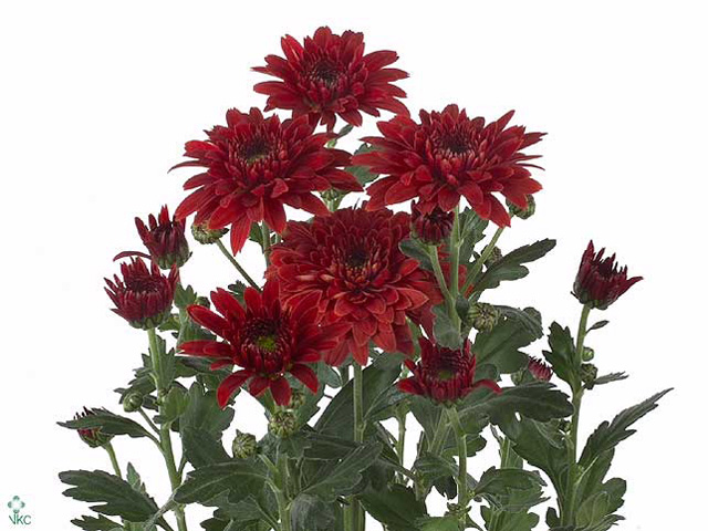 Хризантема куст