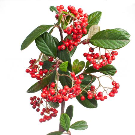 Боярышник в Москве