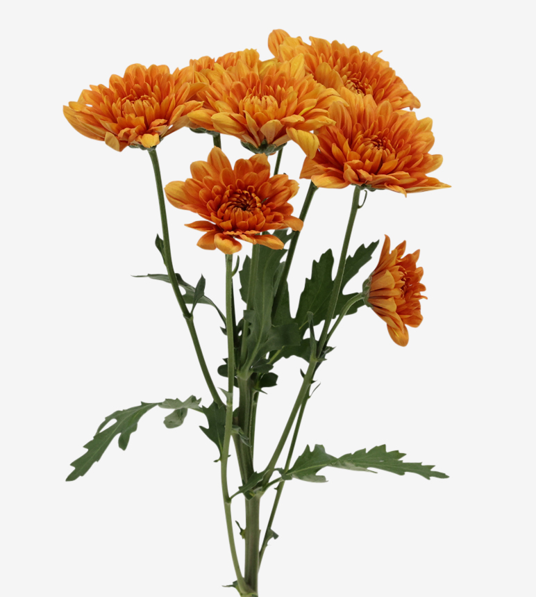 Chrysanthemum spray appetit